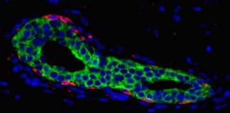 Scientists Discover Signalling Exchange that Could Possibly be Driving Breast Cancer