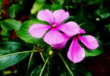 Study Opens Up Madagascar Plant’s Cancer-fighting Potential Study Opens Up Madagascar Plant’s Cancer-fighting Potential