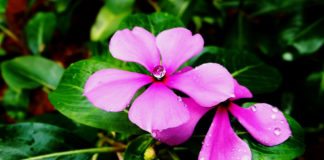 Study Opens Up Madagascar Plant’s Cancer-fighting Potential