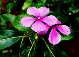 Study Opens Up Madagascar Plant’s Cancer-fighting Potential Study Opens Up Madagascar Plant’s Cancer-fighting Potential