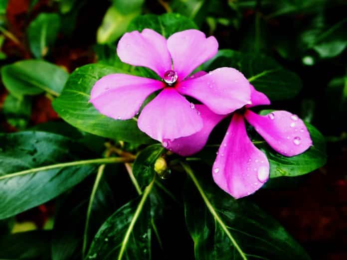Study Opens Up Madagascar Plant’s Cancer-fighting Potential