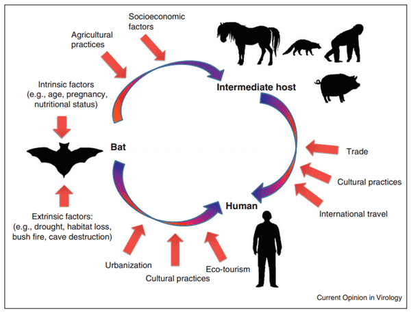 The Nipah Virus Outbreak: All You Need to Know