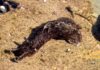 Biologists “Memories” Transfer from One Snail to Another Biologists “Memories” Transfer from One Snail to Another