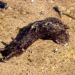 Biologists “Memories” Transfer from One Snail to Another