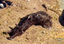 Biologists “Memories” Transfer from One Snail to Another Biologists “Memories” Transfer from One Snail to Another