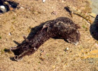 Biologists “Memories” Transfer from One Snail to Another Biologists “Memories” Transfer from One Snail to Another