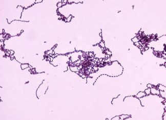 Flesh-Eating Bacterium Found to Hijack Immune System to Ensure Continued Survival Flesh-Eating Bacterium Found to Hijack Immune System to Ensure Continued Survival