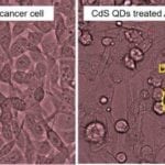 Green Tea Quantum Dots Promise Efficient Lung Cancer Treatment Strategies