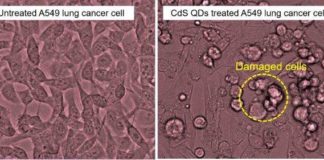 Green Tea Quantum Dots Promise Efficient Lung Cancer Treatment Strategies