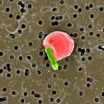 Targeted Cargo Delivery Using RBC-Carrying Bacteria