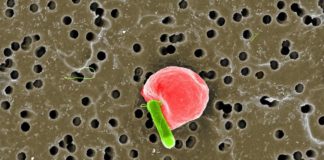 Targeted Cargo Delivery Using RBC-Carrying Bacteria