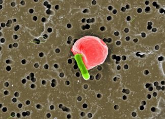 Targeted Cargo Delivery Using RBC-Carrying Bacteria Targeted Cargo Delivery Using RBC-Carrying Bacteria