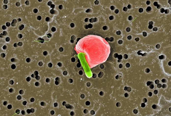 Targeted Cargo Delivery Using RBC-Carrying Bacteria