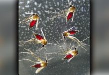 Mosquito Saliva Enough to Cause Disruption in Immune Response Plasmodium Parasite Capitalizes on Manipulated Liver Cells for Survival