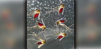 Plasmodium Parasite Capitalizes on Manipulated Liver Cells for Survival