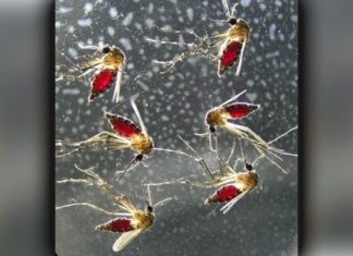 Mosquito Saliva Enough to Cause Disruption in Immune Response Plasmodium Parasite Capitalizes on Manipulated Liver Cells for Survival