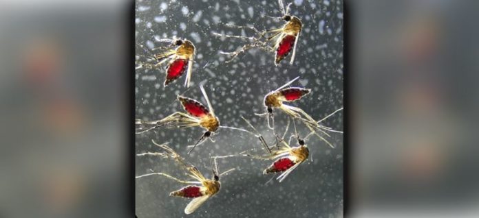 Plasmodium Parasite Capitalizes on Manipulated Liver Cells for Survival