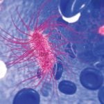 E. coli Infection Found to Temporarily Disrupt Memory Formation MSc Life Sciences & Biotechnology JRF Post Vacant @ JNU