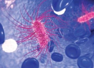 E. coli Infection Found to Temporarily Disrupt Memory Formation MSc Life Sciences & Biotechnology JRF Post Vacant @ JNU