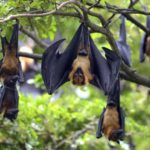 Egyptian Bat Genome Blows Open the Species’ Secret to Antiviral Immunity