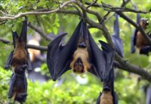Egyptian Bat Genome Blows Open the Species’ Secret to Antiviral Immunity Egyptian Bat Genome Blows Open the Species’ Secret to Antiviral Immunity
