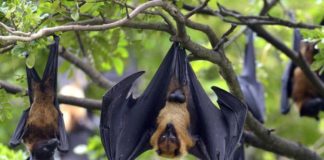 Egyptian Bat Genome Blows Open the Species’ Secret to Antiviral Immunity