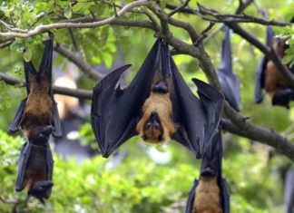 Egyptian Bat Genome Blows Open the Species’ Secret to Antiviral Immunity Egyptian Bat Genome Blows Open the Species’ Secret to Antiviral Immunity