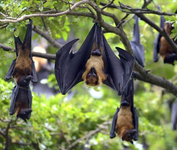 Egyptian Bat Genome Blows Open the Species’ Secret to Antiviral Immunity