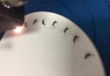 Zika Detection in Mosquitoes Just Got a Whole Lot Simpler Zika Detection in Mosquitoes Just Got a Whole Lot Simpler