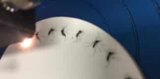 Zika Detection in Mosquitoes Just Got a Whole Lot Simpler
