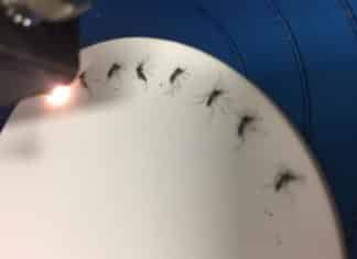 Zika Detection in Mosquitoes Just Got a Whole Lot Simpler Zika Detection in Mosquitoes Just Got a Whole Lot Simpler