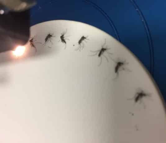 Zika Detection in Mosquitoes Just Got a Whole Lot Simpler