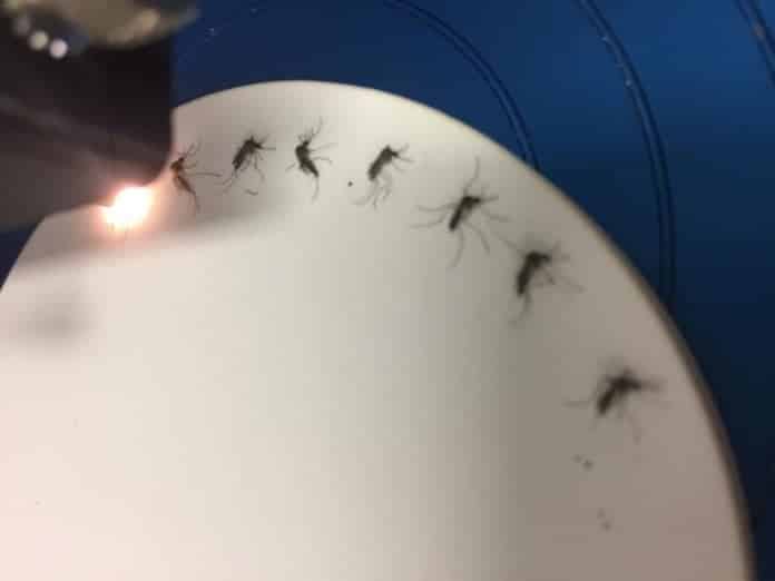 Zika Detection in Mosquitoes Just Got a Whole Lot Simpler