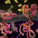 Breast Cancer Drug Discovered to Expedite Cancer Cell Growth