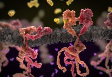 Breast Cancer Drug Discovered to Expedite Cancer Cell Growth Breast Cancer Drug Discovered to Expedite Cancer Cell Growth