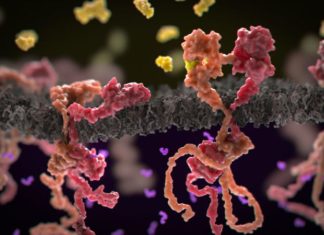 Breast Cancer Drug Discovered to Expedite Cancer Cell Growth Breast Cancer Drug Discovered to Expedite Cancer Cell Growth