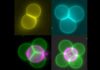 Using Miniature “Tractor Beams” to Rearrange Artificial Cells into Tissues Using Miniature “Tractor Beams” to Rearrange Artificial Cells into Tissues