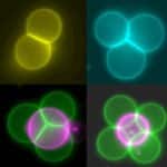 Using Miniature “Tractor Beams” to Rearrange Artificial Cells into Tissues