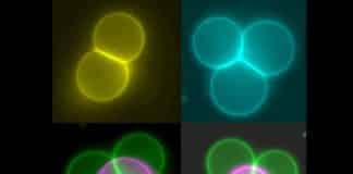 Using Miniature “Tractor Beams” to Rearrange Artificial Cells into Tissues
