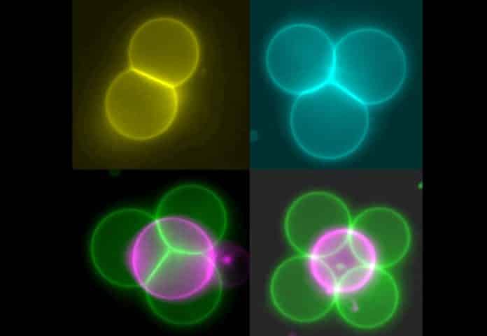 Using Miniature “Tractor Beams” to Rearrange Artificial Cells into Tissues