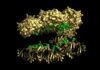 Flowers of Ornamental Tobacco Plant Found to Produce Cancer-Fighting Proteins Flowers of Ornamental Tobacco Plant Found to Produce Cancer-Fighting Proteins