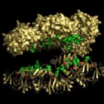 Flowers of Ornamental Tobacco Plant Found to Produce Cancer-Fighting Proteins