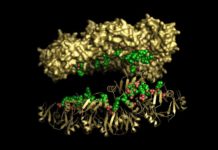 Flowers of Ornamental Tobacco Plant Found to Produce Cancer-Fighting Proteins Flowers of Ornamental Tobacco Plant Found to Produce Cancer-Fighting Proteins