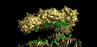 Flowers of Ornamental Tobacco Plant Found to Produce Cancer-Fighting Proteins