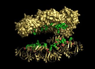 Flowers of Ornamental Tobacco Plant Found to Produce Cancer-Fighting Proteins Flowers of Ornamental Tobacco Plant Found to Produce Cancer-Fighting Proteins