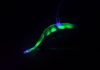 Translucent Robotic Eel Dips Underwater Silently Observing Marine Life