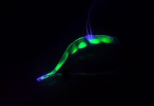 Translucent Robotic Eel Dips Underwater Silently Observing Marine Life Translucent Robotic Eel Dips Underwater Silently Observing Marine Life