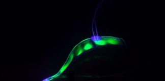 Translucent Robotic Eel Dips Underwater Silently Observing Marine Life