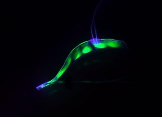 Translucent Robotic Eel Dips Underwater Silently Observing Marine Life Translucent Robotic Eel Dips Underwater Silently Observing Marine Life