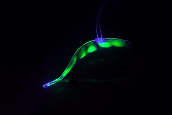 Translucent Robotic Eel Dips Underwater Silently Observing Marine Life